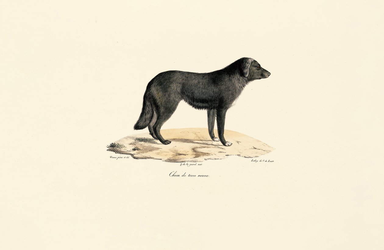 Sydamerikansk skunk af Jacques Christophe Werner
