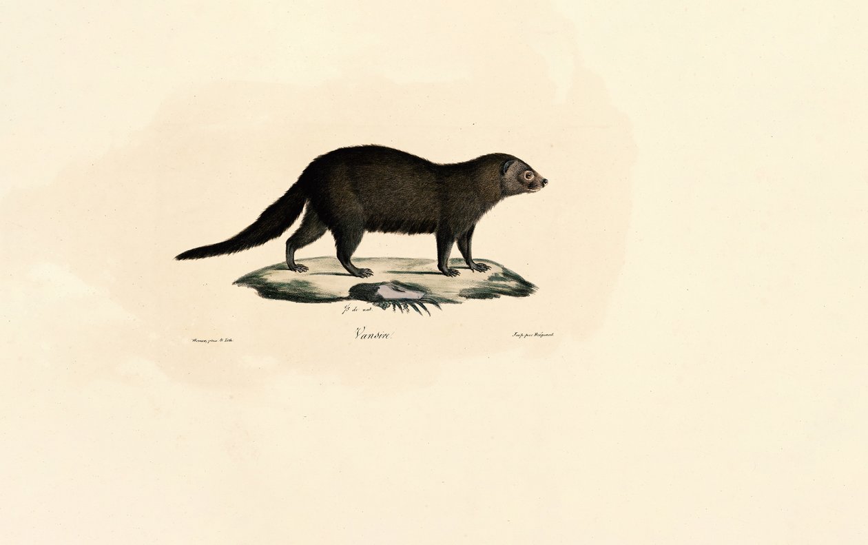 Sydamerikansk Tayra af Jacques Christophe Werner