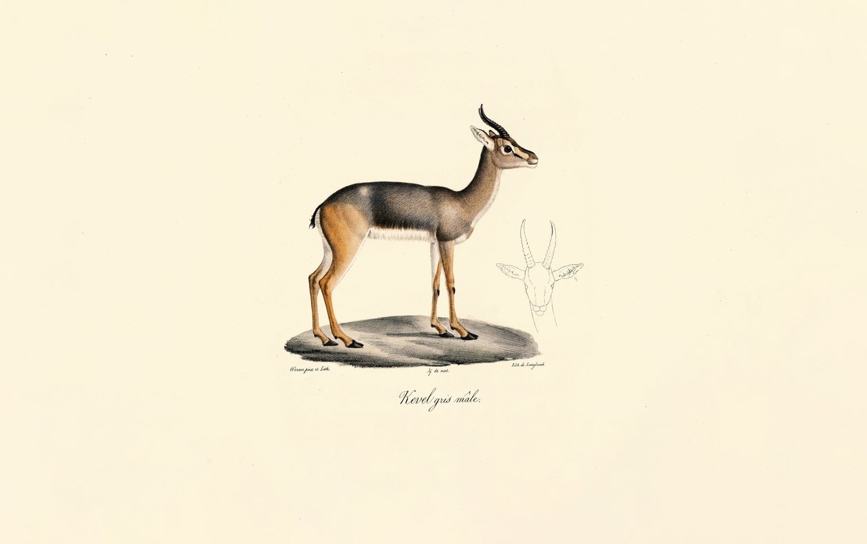 Sydlig rørbuk (Révebi-antilope, han) af Jacques Christophe Werner