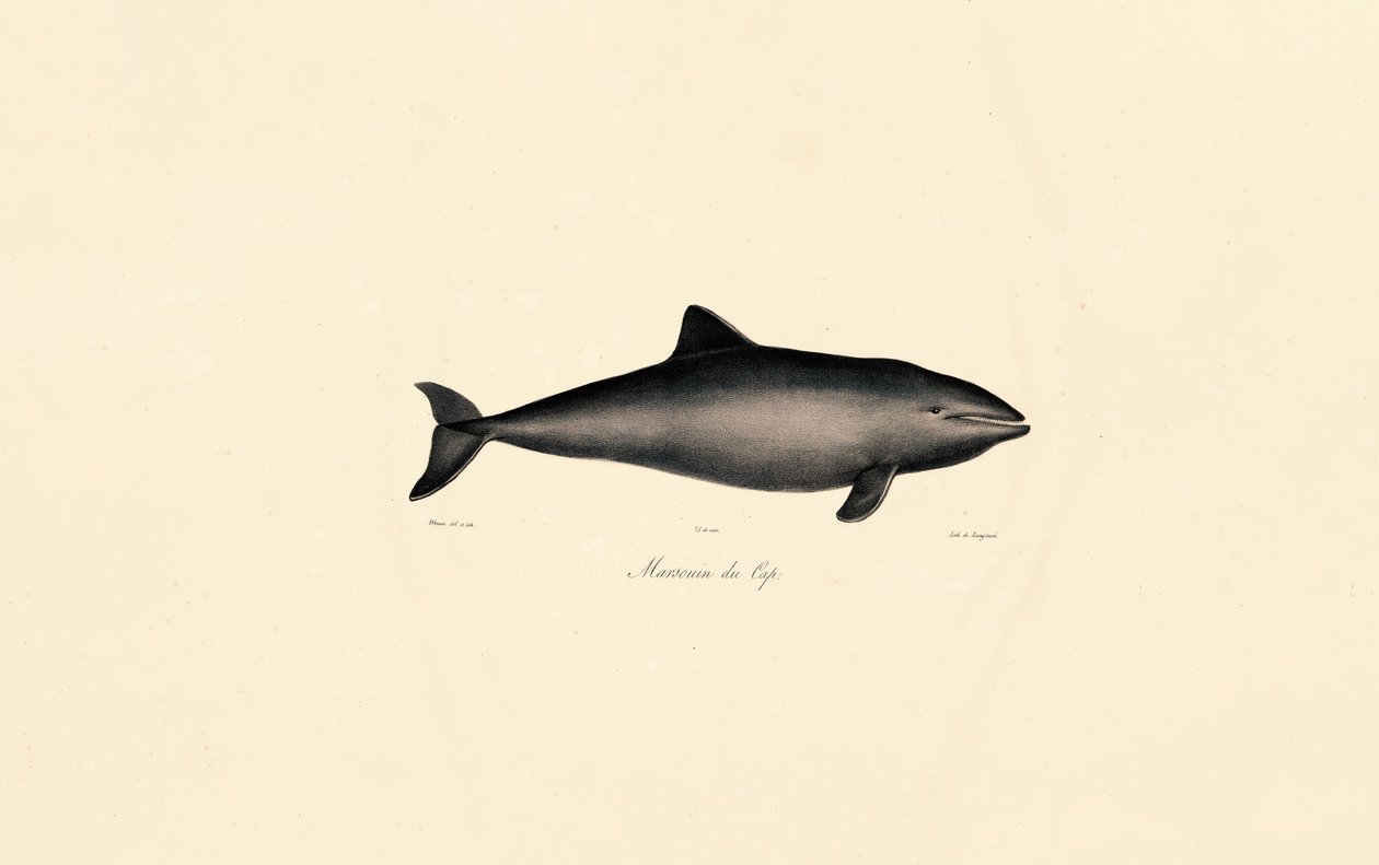 Sydlig rethval Delfin af Jacques Christophe Werner