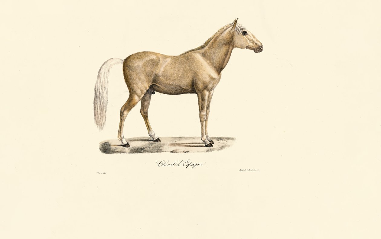 Spansk hest af Jacques Christophe Werner
