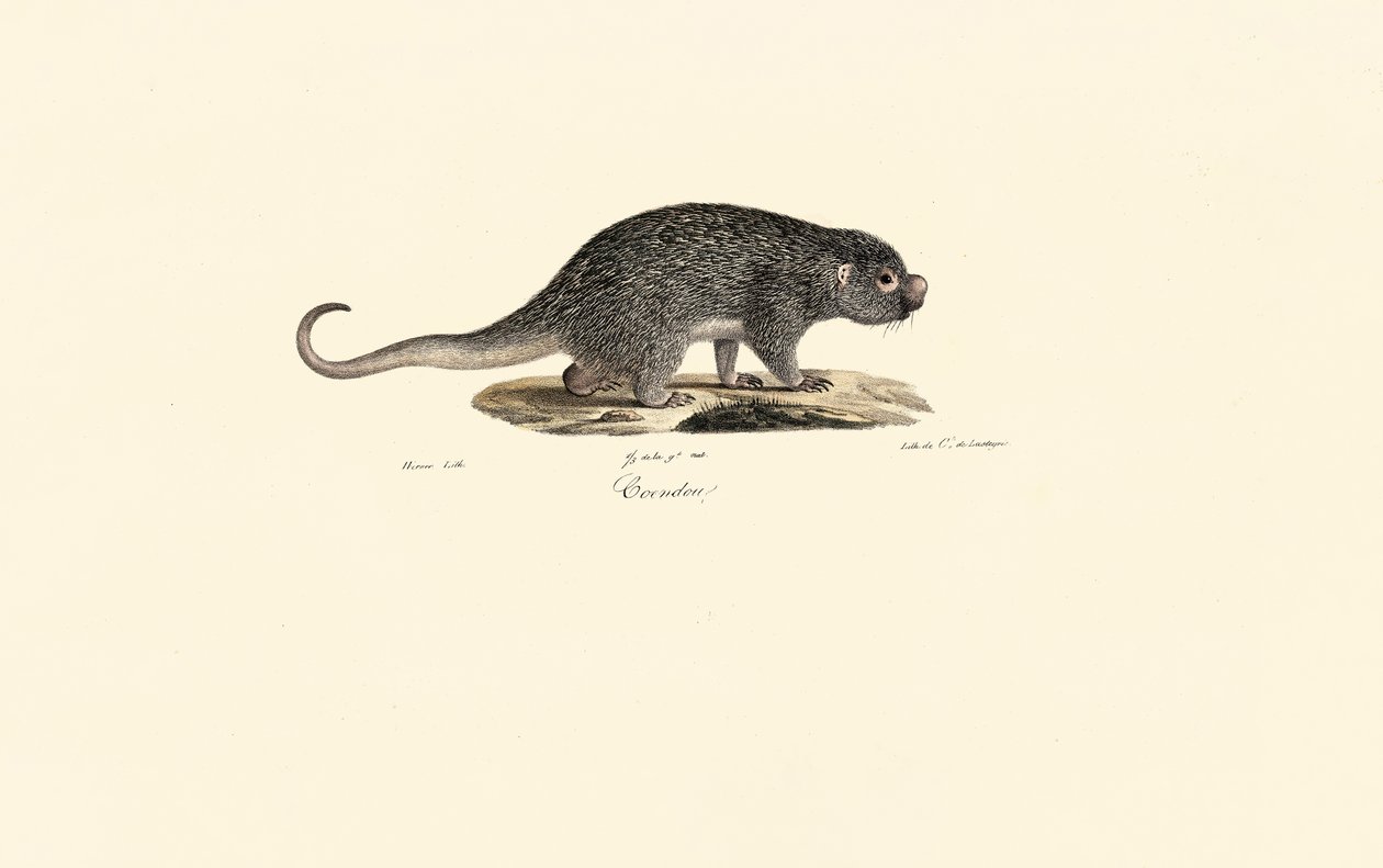 Pigget rotte af Jacques Christophe Werner