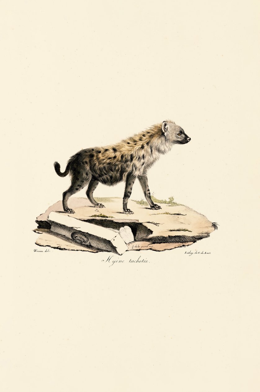 Plettet hyæne af Jacques Christophe Werner