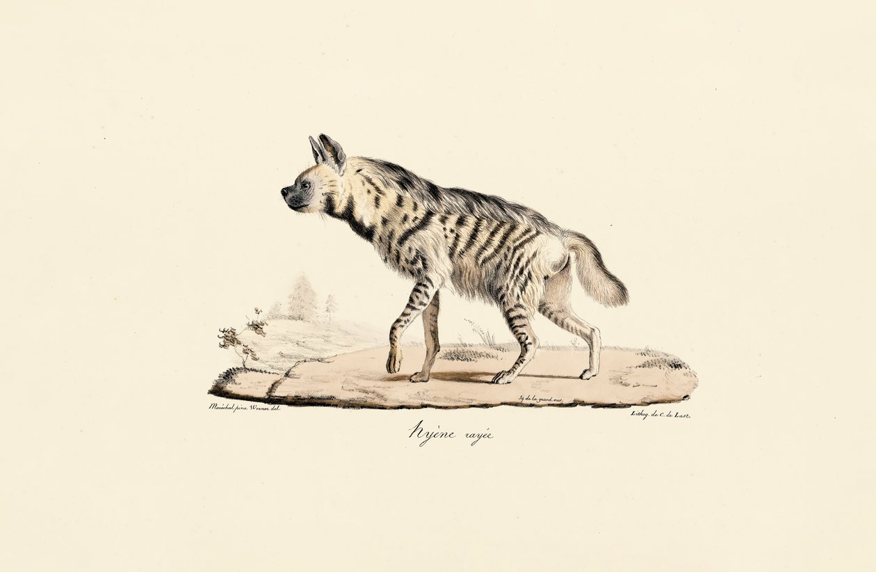 Stribet hyæne af Jacques Christophe Werner