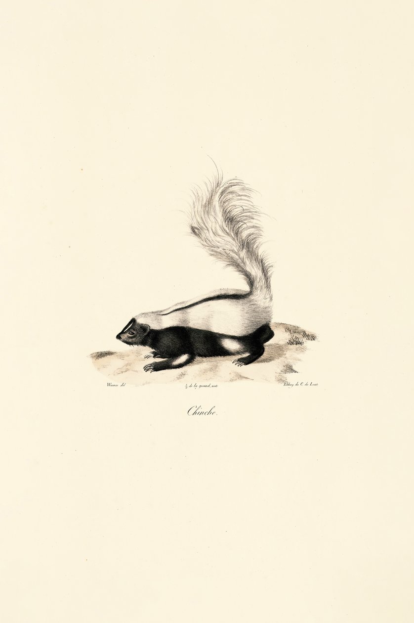 Stribet stinkdyr af Jacques Christophe Werner