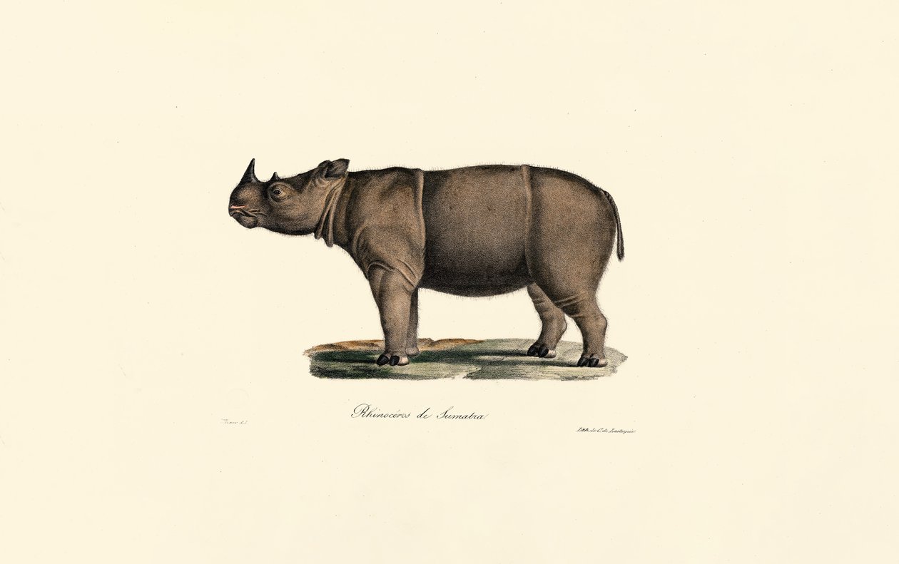 Sumatra-næsehorn af Jacques Christophe Werner