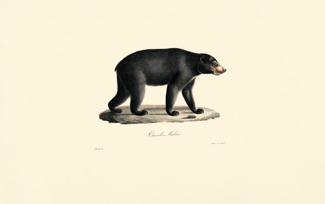 Solbjørn (malaysisk bjørn) af Jacques Christophe Werner