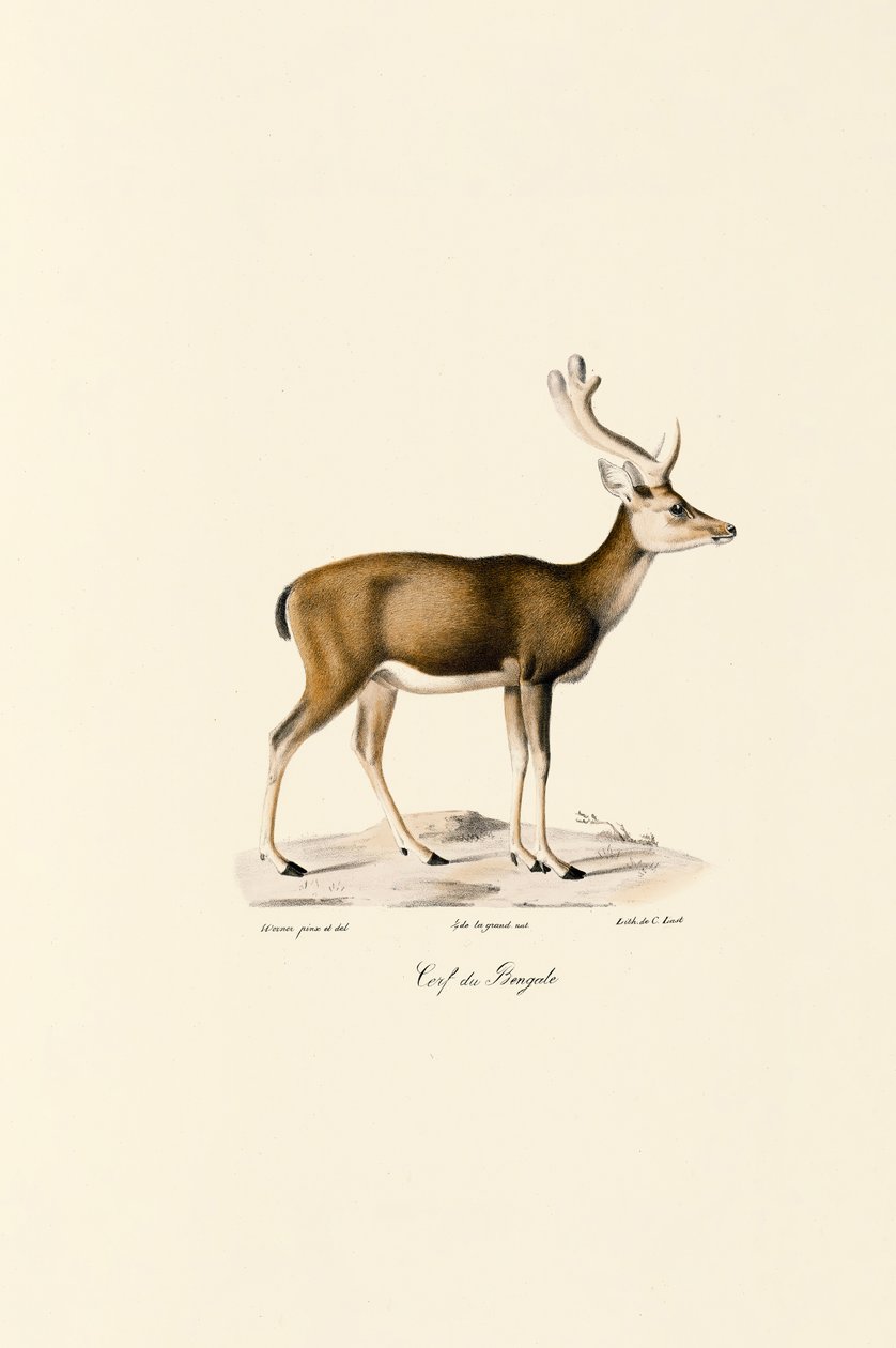 Sump-hjorte af Jacques Christophe Werner