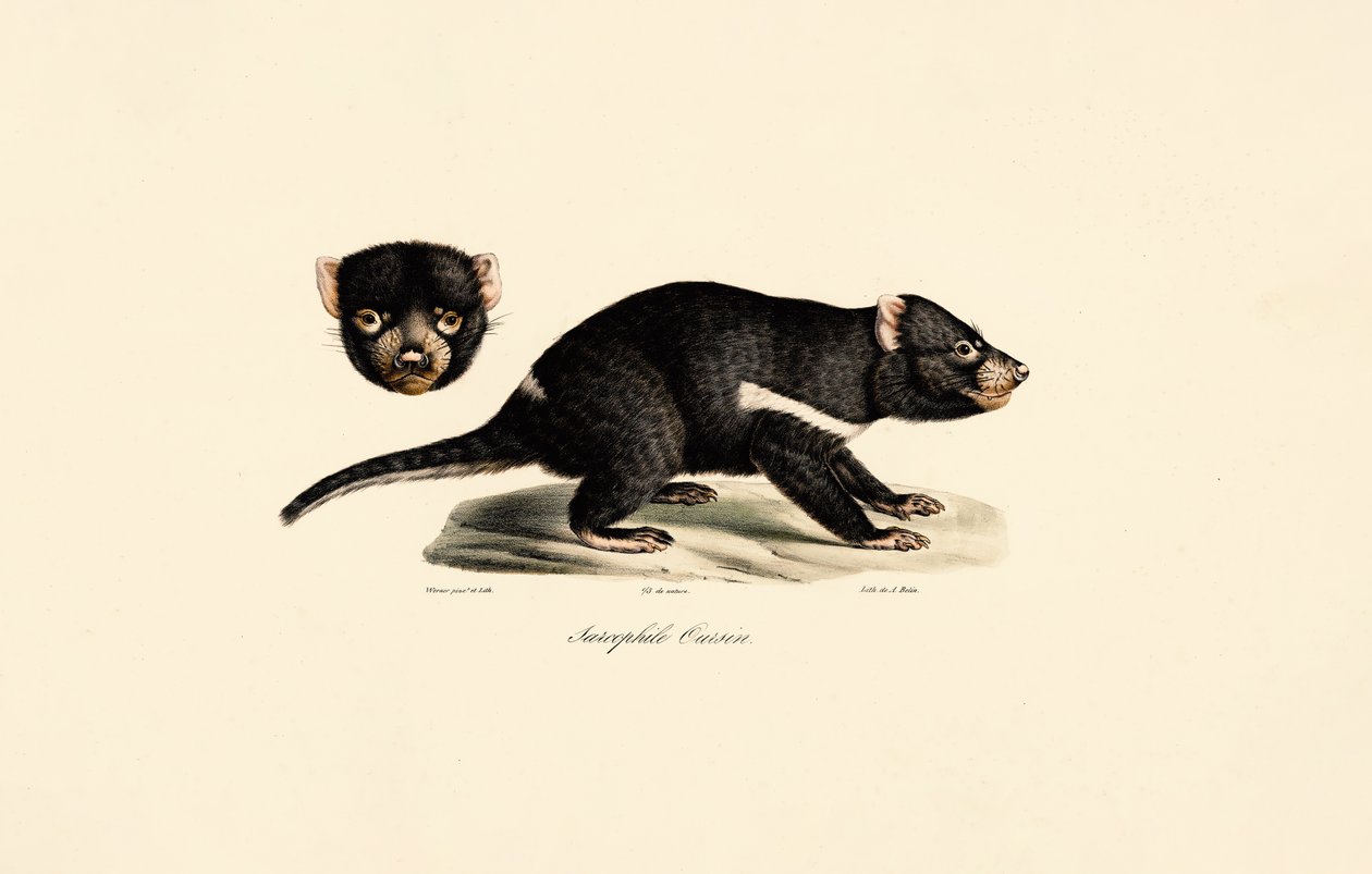 Tasmansk djævel af Jacques Christophe Werner