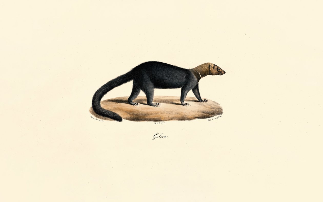 Tayra af Jacques Christophe Werner