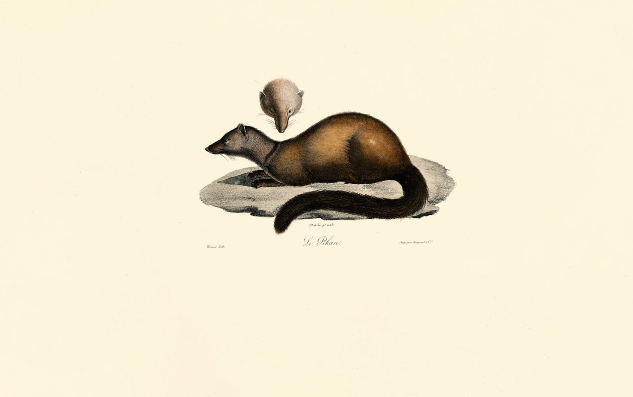 Tayra og ilderen af Jacques Christophe Werner