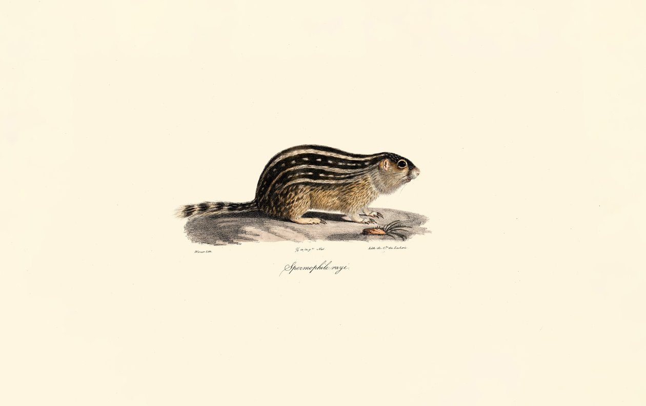 Trettenbenet jordegern af Jacques Christophe Werner
