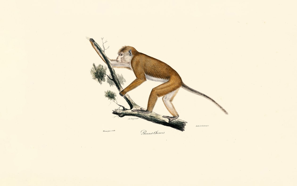 Tibetansk makak af Jacques Christophe Werner