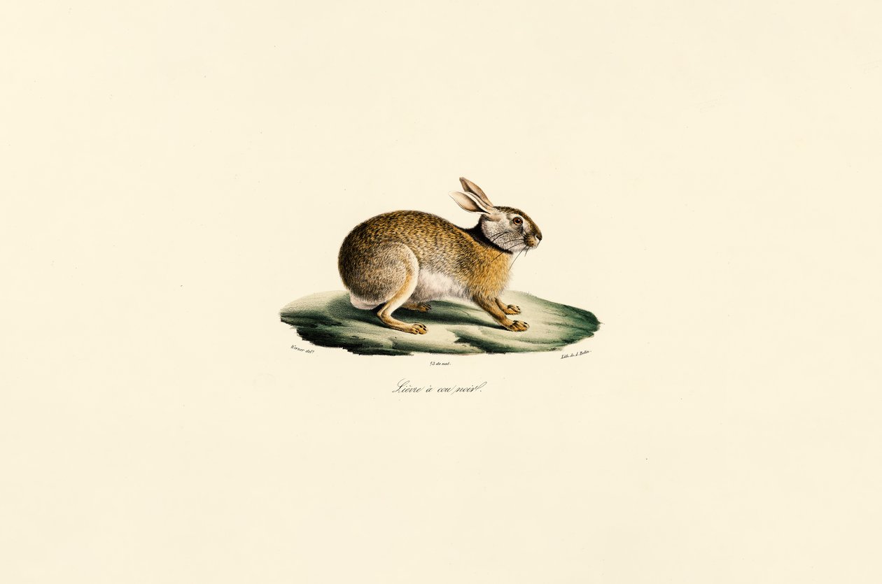 Tolai-hare (sorthalset hare) af Jacques Christophe Werner
