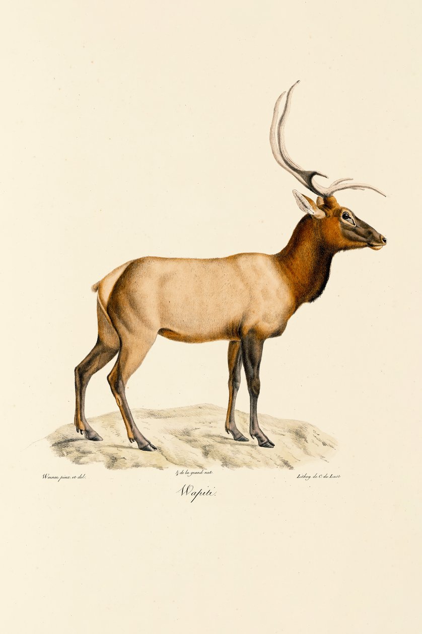 Wapiti af Jacques Christophe Werner