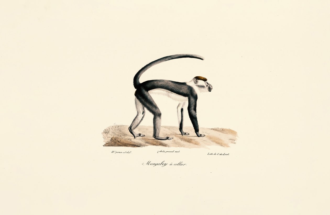 Mangabey med hvid krave (Cercocebus torquatus) af Jacques Christophe Werner