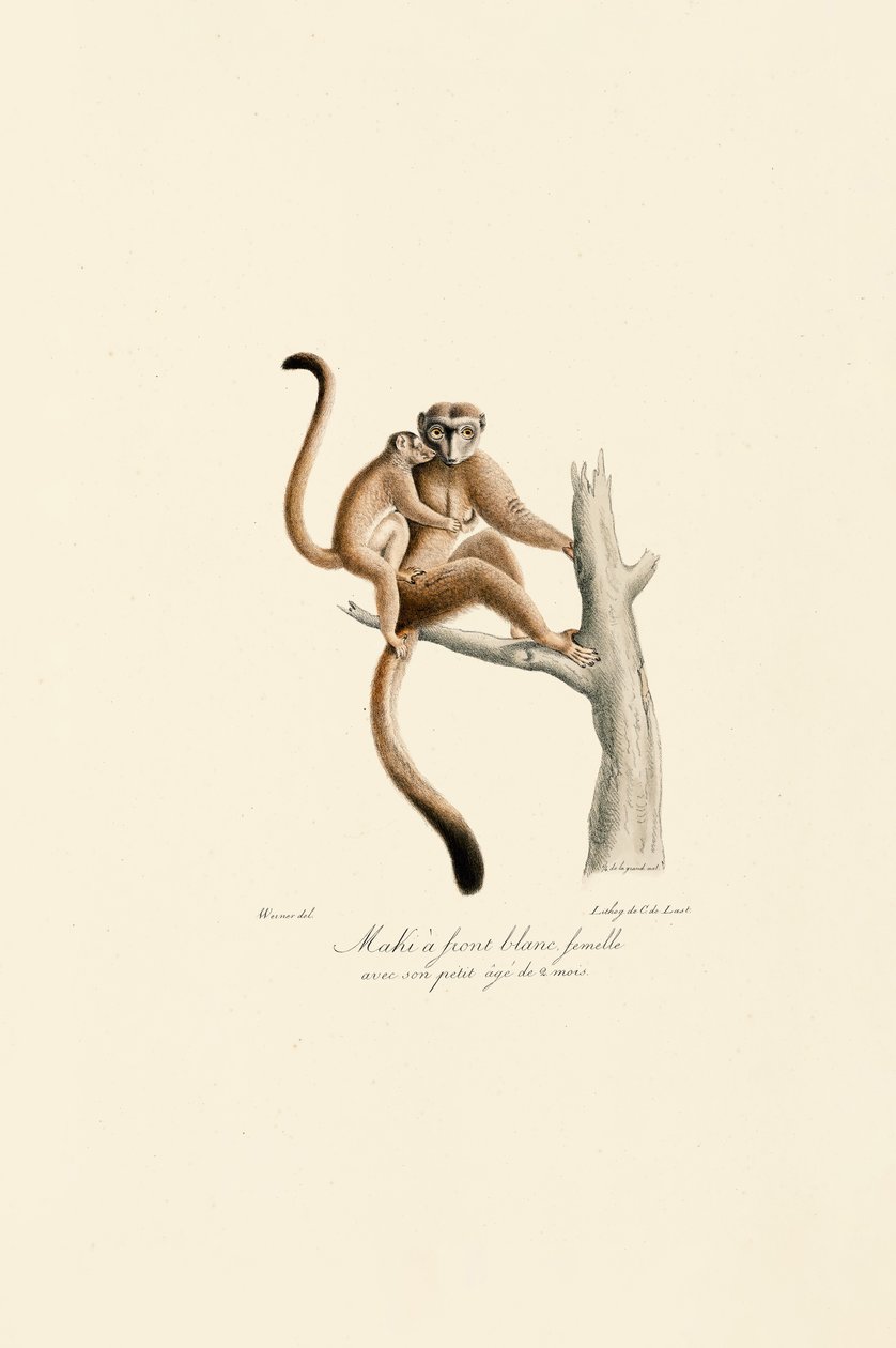 Hvidkronet mangabey med unge af Jacques Christophe Werner
