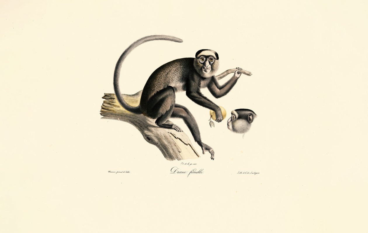  af Jacques Christophe Werner