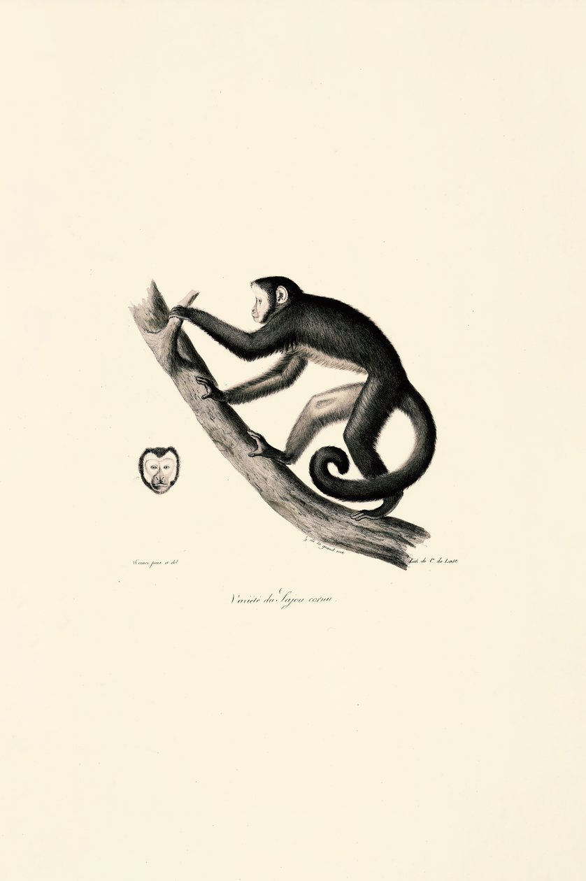 Hvidbrynet edderkoppeabe af Jacques Christophe Werner
