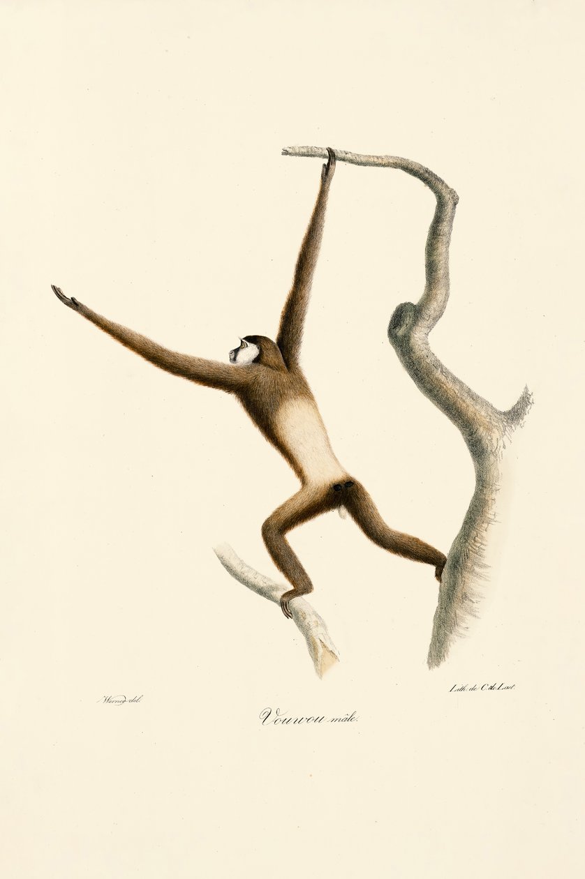 Hvidhåndet gibbon (Hylobates lar) af Jacques Christophe Werner