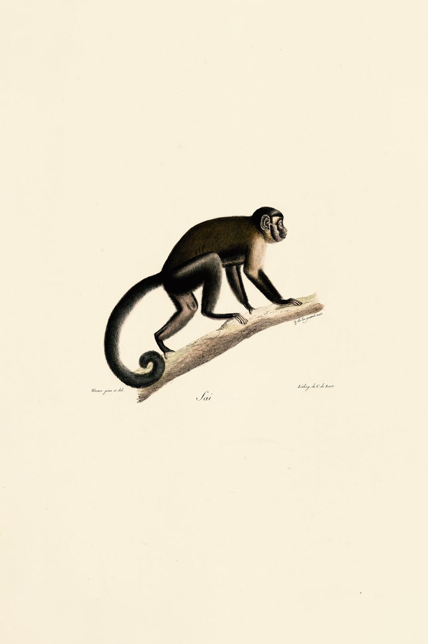  af Jacques Christophe Werner