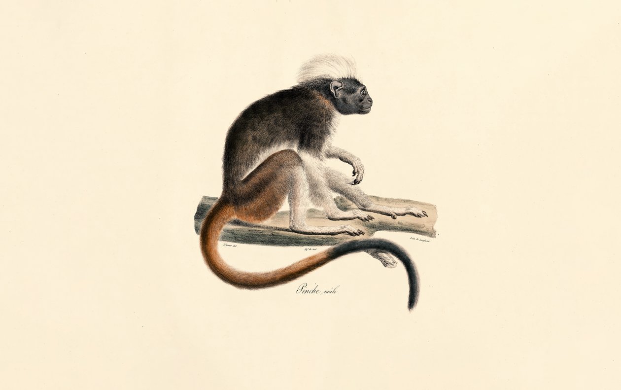 Hvidhovedet rød colobus-abe af Jacques Christophe Werner