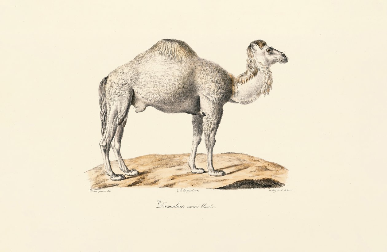 Hvid dromedar af Jacques Christophe Werner