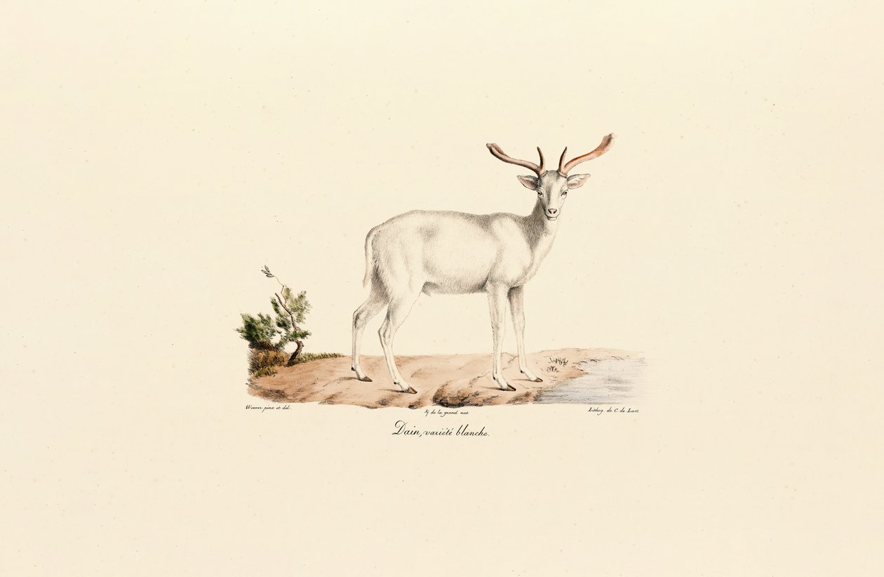 Hvid dådyrvariant af Jacques Christophe Werner
