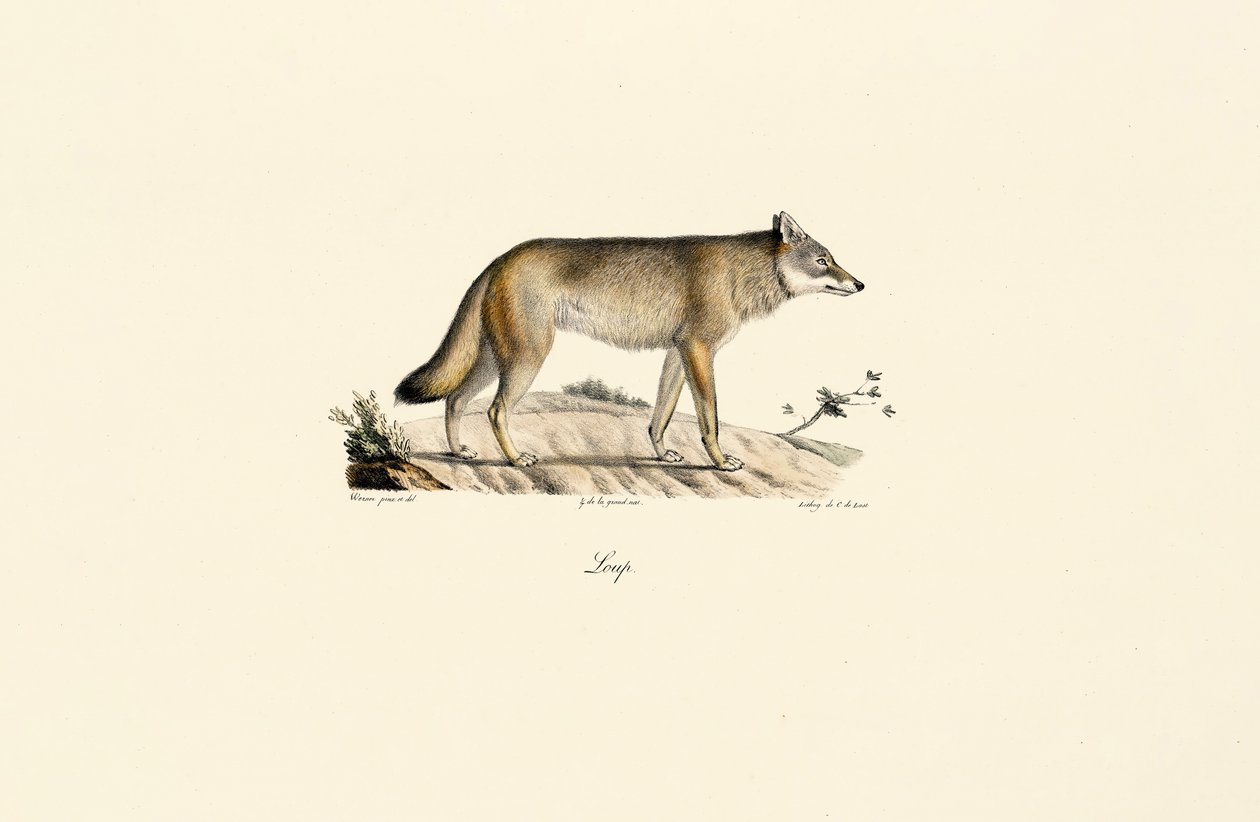  af Jacques Christophe Werner