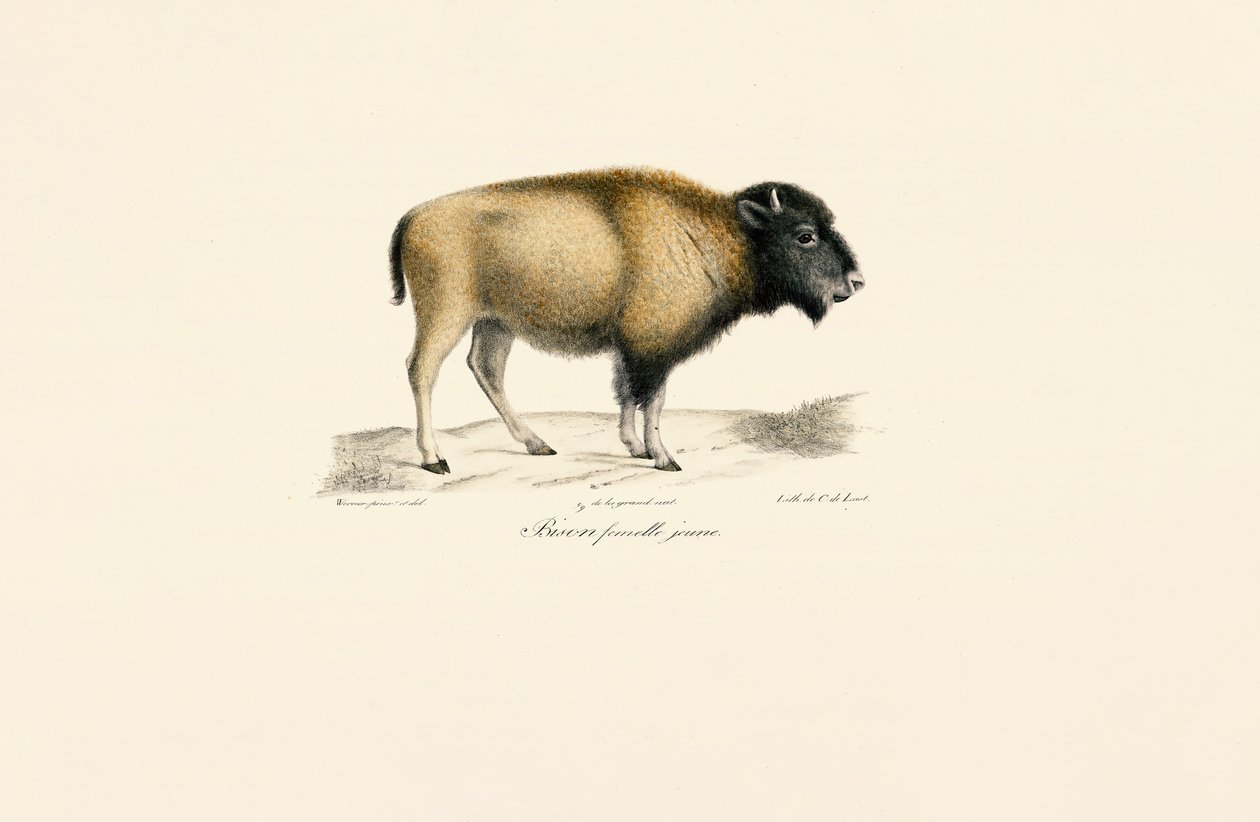 Ung amerikansk bison af Jacques Christophe Werner