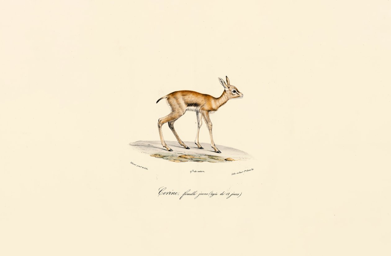 Ung sortbuk-hun af Jacques Christophe Werner