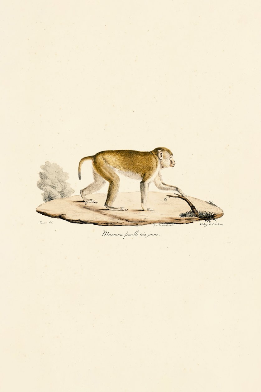 Ung hun-natabe af Jacques Christophe Werner
