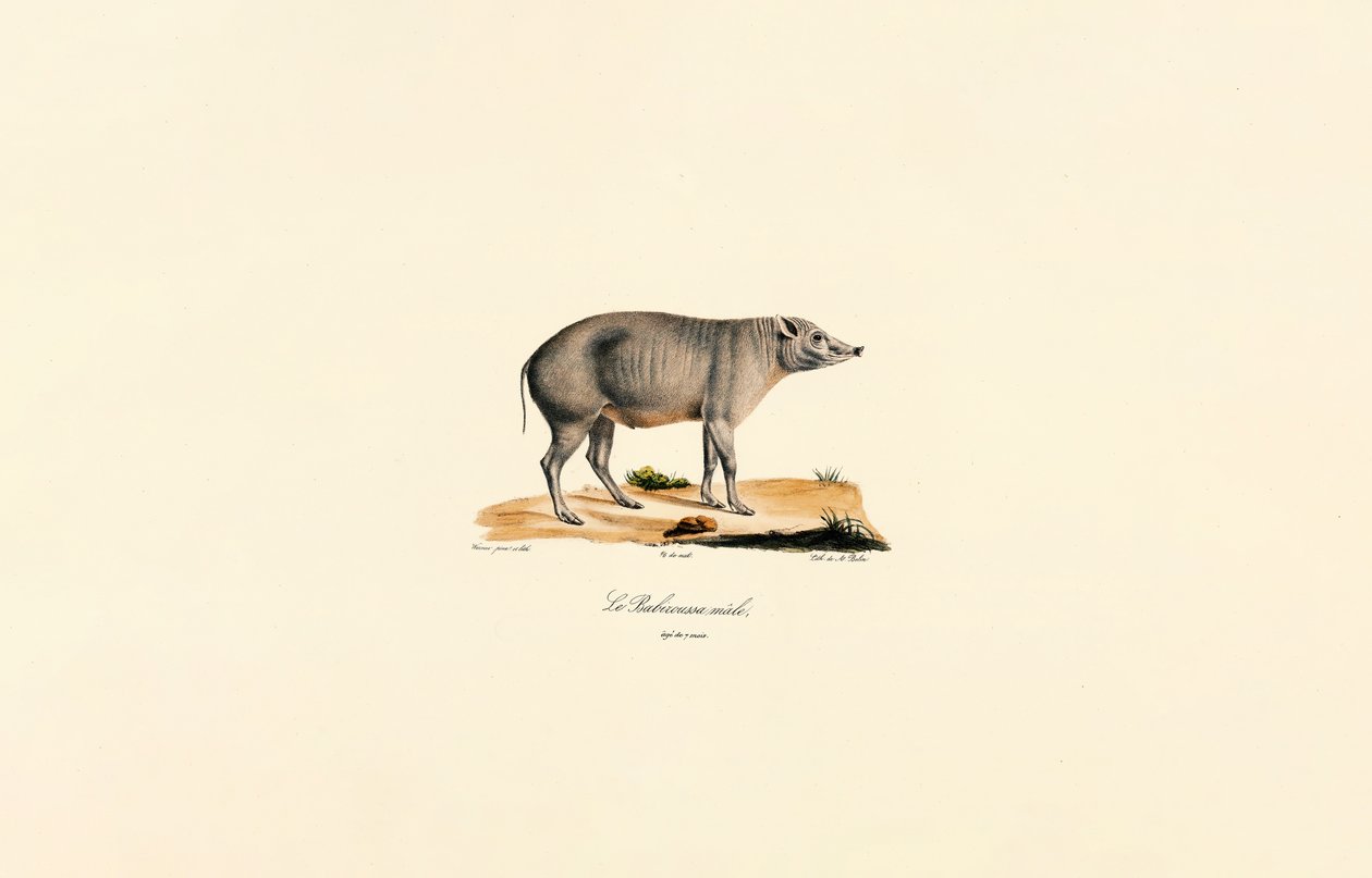 Ung mandlig babirusa af Jacques Christophe Werner