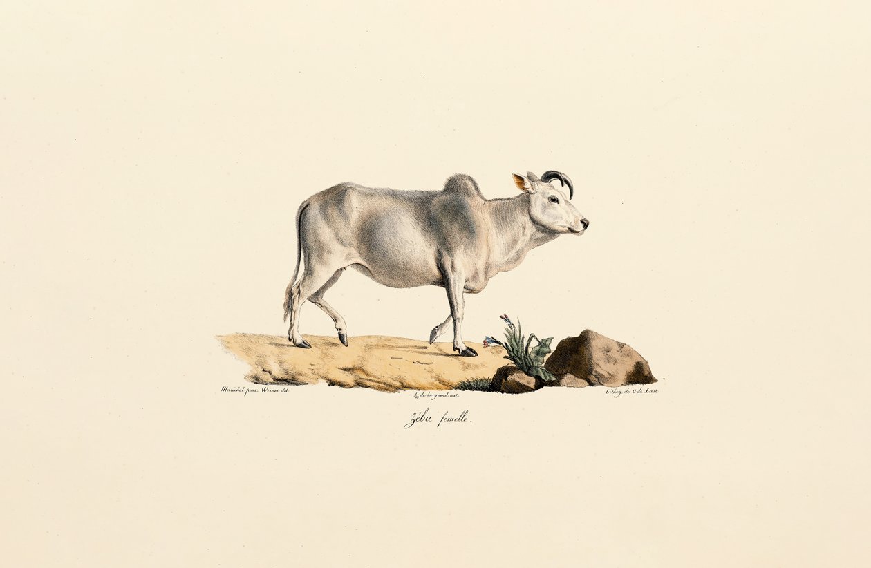 Zebu-kvinde af Jacques Christophe Werner