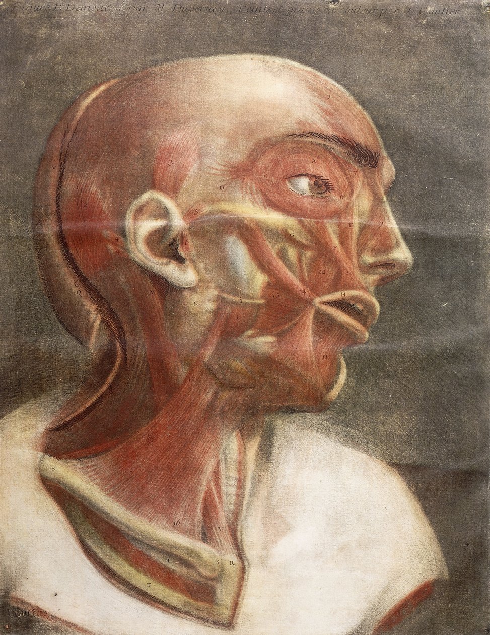 Anatomisk hoved, fra "Myology komplet i farve og naturlig størrelse", 1746 af Jacques Fabien Gautier dAgoty