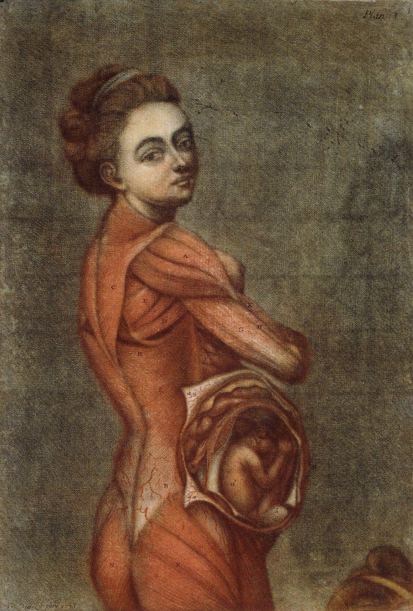Anatomisk illustration i farver af en gravid kvinde, 1778 af Jacques Fabien Gautier dAgoty