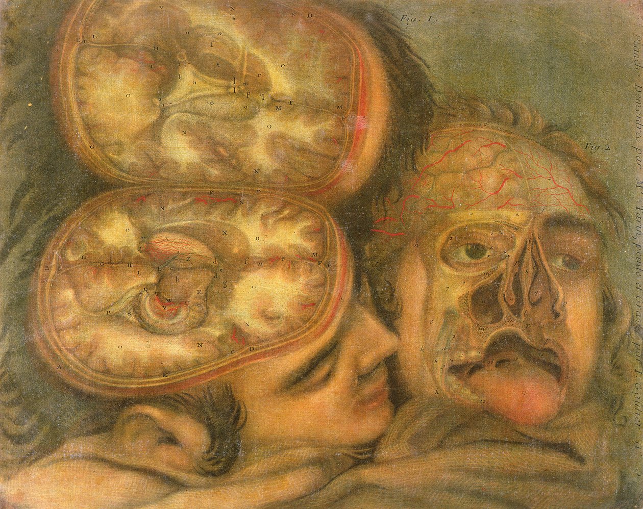 Tværsnit af hjernen, 1746 af Jacques Fabien Gautier d