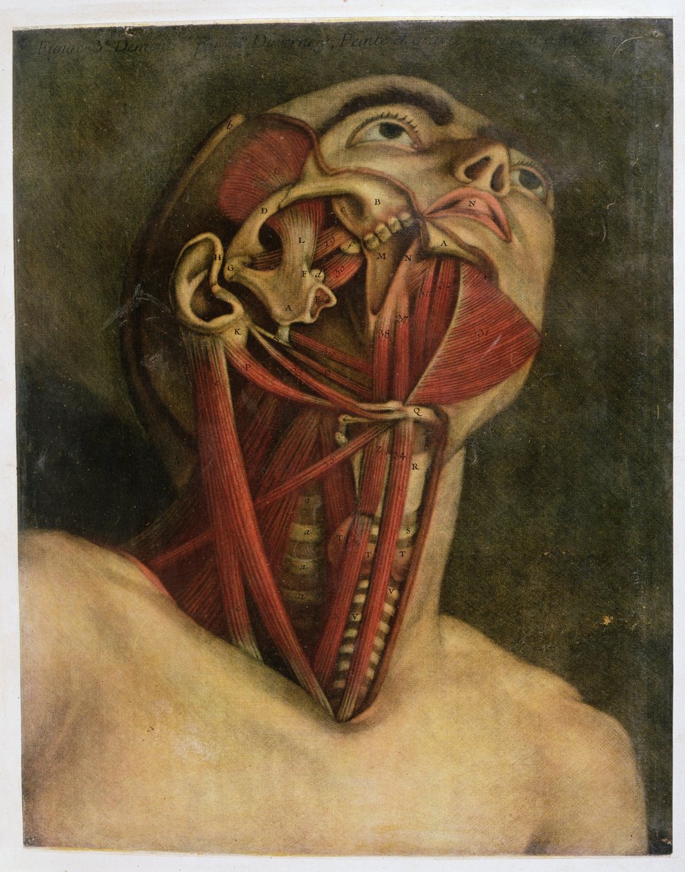 Tværsnit af højre side af halsen og ansigtet, ca. 1745 (mezziotint) af Jacques Fabien Gautier d