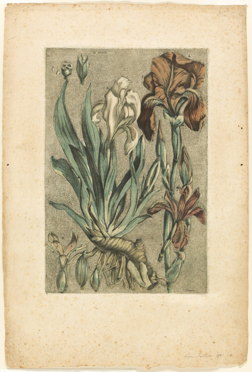 Iris Florentina, fra Collection des plantes usuelles, curieuses, et étrangères af Jacques Fabien Gautier d