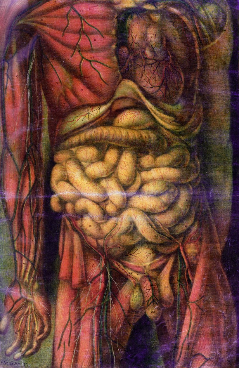 Torso af en mand, der viser tarmene, fra 