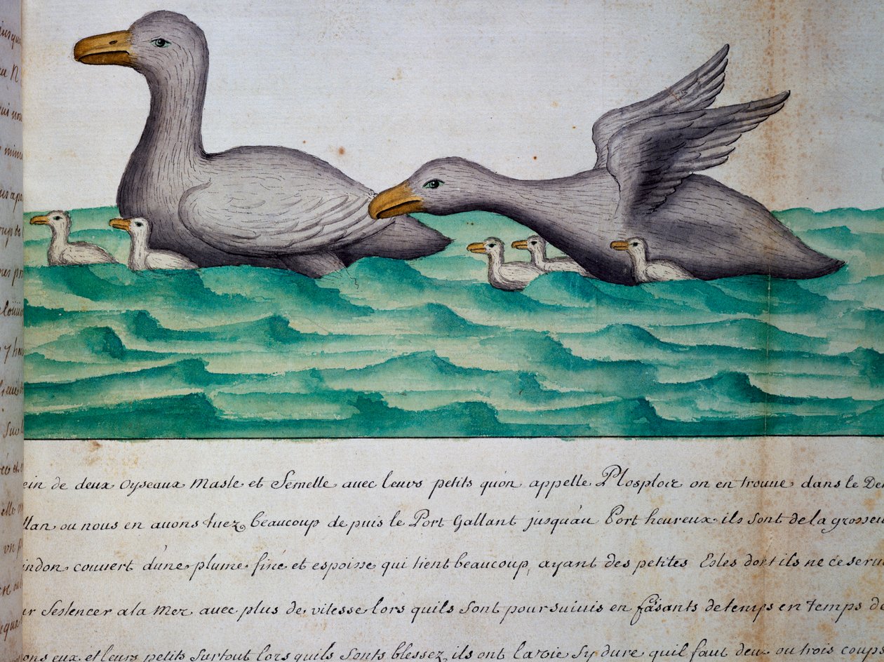 Ænder kaldet Ploplos, Magellan-strædet, akvarel fra logbog af Jacques Gouin de Beauchesne (1652-1730), kaptajn på Compagnie royale de la Mer du Sud, fra 1698 til 1701, Frankrig af Jacques Gouin de Beauchesne