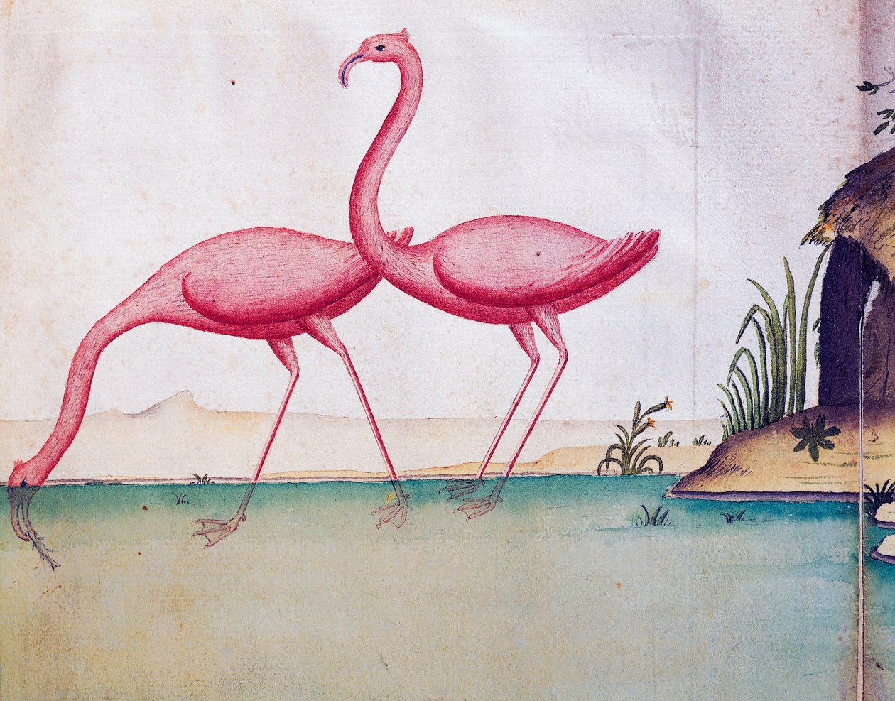 Pink flamingoer, Galapagos-øerne, akvarel fra logbog af Jacques Gouin de Beauchesne (1652-1730), kaptajn på Compagnie royale de la Mer du Sud, fra 1698 til 1701, Frankrig af Jacques Gouin de Beauchesne