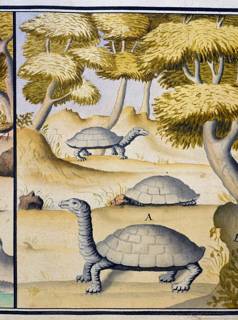 Skildpadder, akvarel fra logbog af Jacques Gouin de Beauchesne (1652-1730), kaptajn for Royal South Sea Company, fra 1698 til 1701, Frankrig af Jacques Gouin de Beauchesne