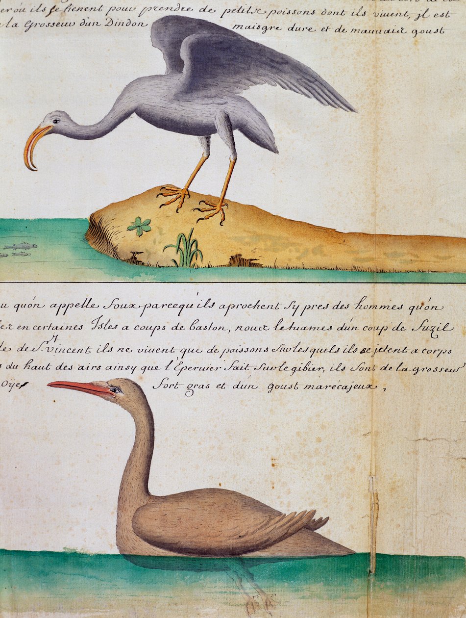 Ukendt fugl og fugl kaldet Foux (Booby), øen Sao Vicente, Kap Verde, akvarel fra logbog af Jacques Gouin de Beauchesne (1652-1730), kaptajn på Compagnie royale de la Mer du Sud, fra 1698 til 1701, Frankrig af Jacques Gouin de Beauchesne