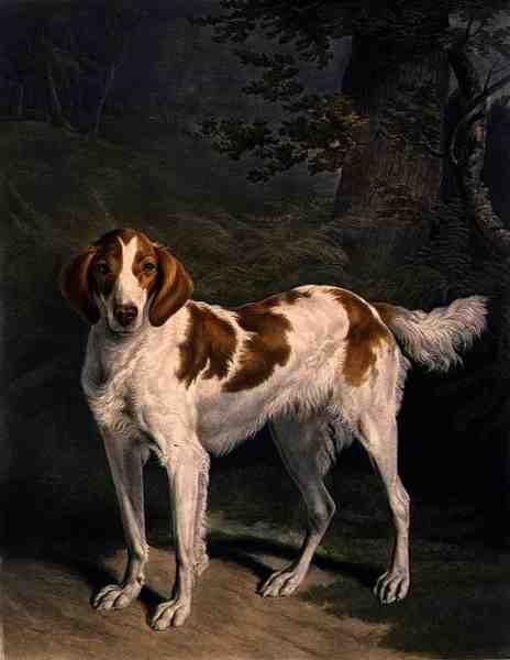 Dash, indgraveret af Charles Turner (1773-1857), pub. af R. Ackermann Jnr. (mezzotint gravering) af Jacques Laurent (after) Agasse