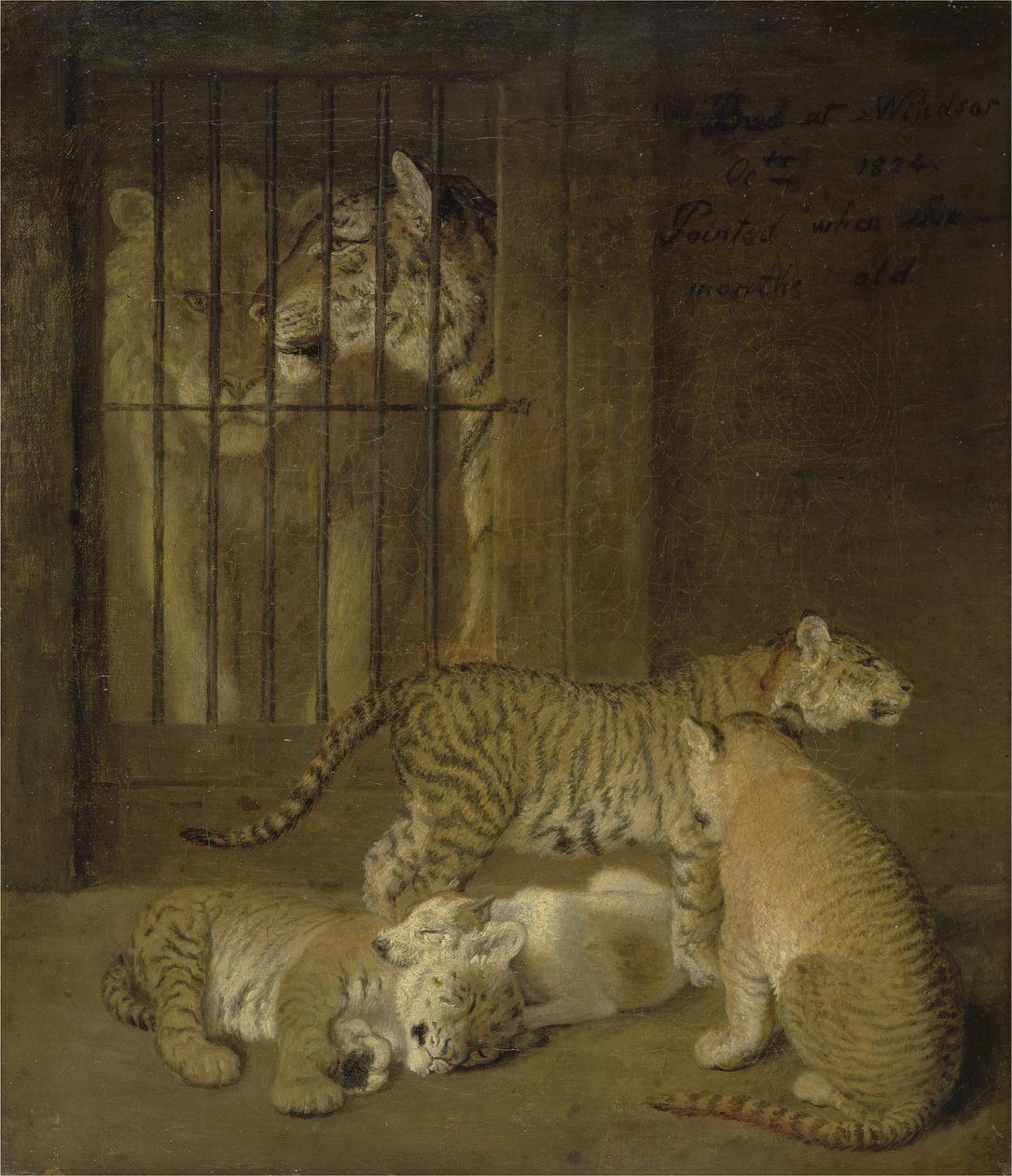 Gruppe af hvalpe opdrættet mellem en løve og en tiger af Jacques Laurent Agasse