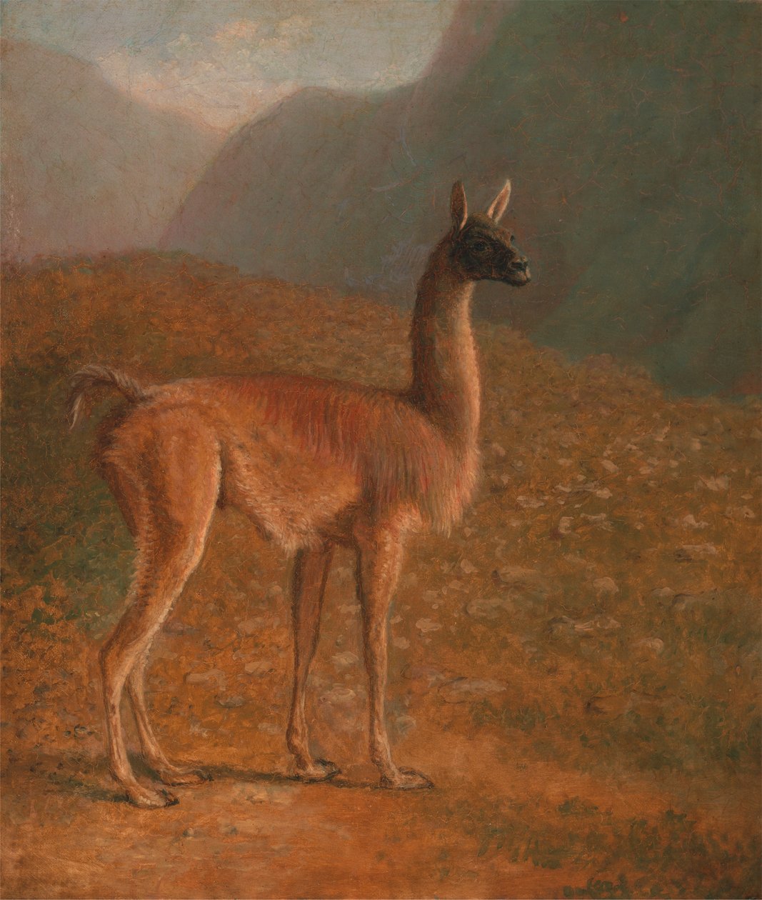 guanaco af Jacques Laurent Agasse