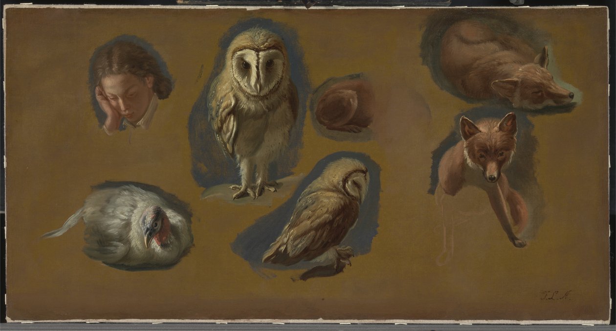 Studier af en ræv, en slørugle, en påne og et ungmandshoved af Jacques Laurent Agasse
