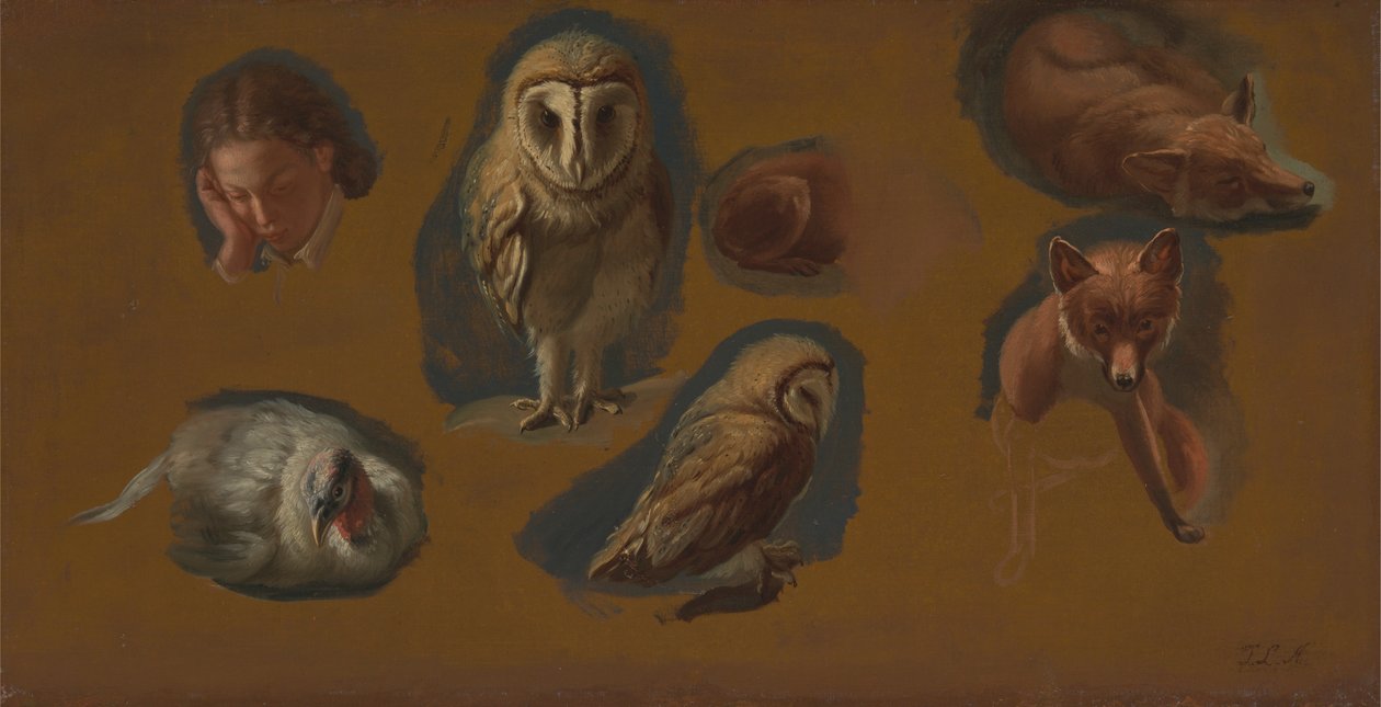 Studier af en ræv, en slørugle, en pønde og hovedet af en ung mand af Jacques Laurent Agasse