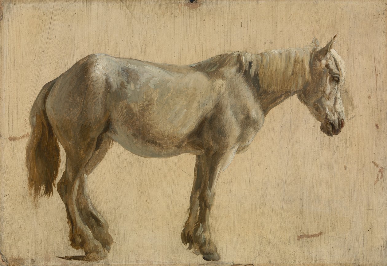 Studie af en grå hest (olie på papir) af Jacques Laurent Agasse